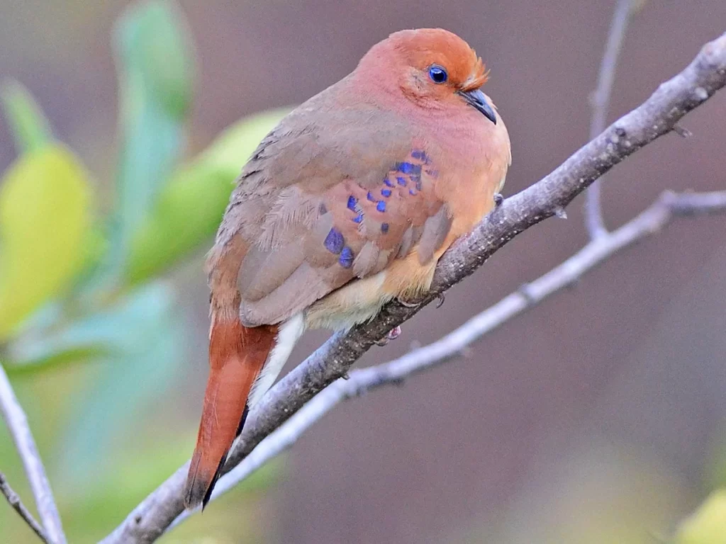 7 MOST UNIQUE BIRDS IN THE WORLD