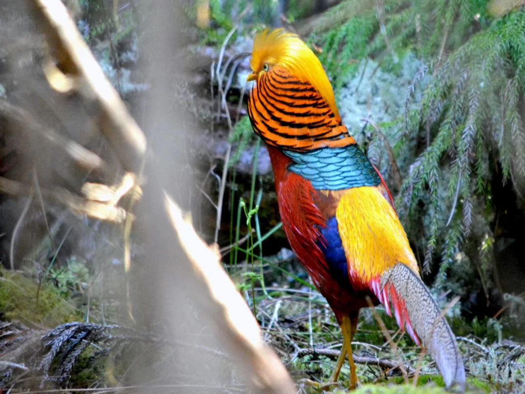 7 MOST UNIQUE BIRDS IN THE WORLD