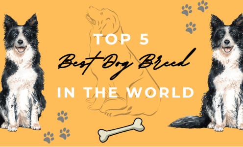 TOP 5 ATTRACTIVE DOG BREED IN THE WORLD