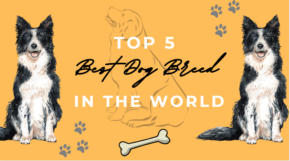 TOP 5 ATTRACTIVE DOG BREED IN THE WORLD