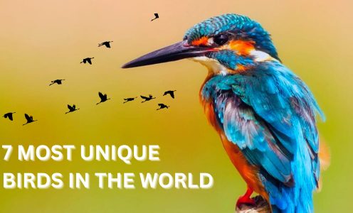 7 MOST UNIQUE BIRDS IN THE WORLD