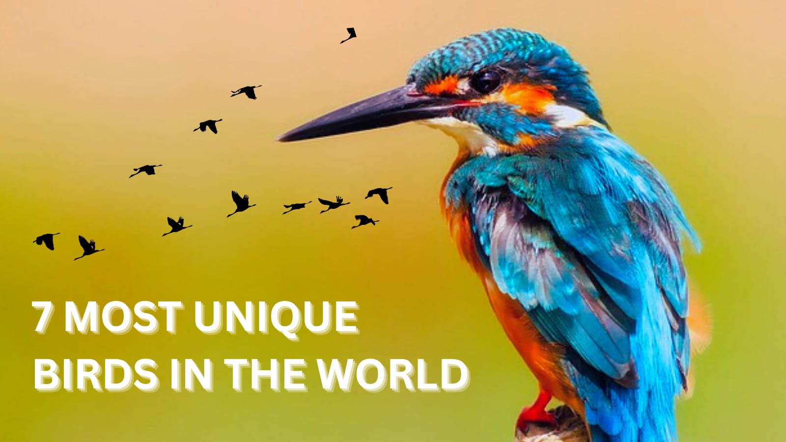 7 MOST UNIQUE BIRDS IN THE WORLD