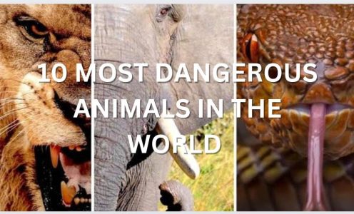 10 MOST DANGEROUS ANIMALS IN THE WORLD