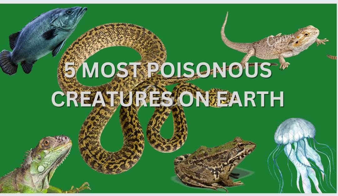 TOP 5 MOST POISONOUS CREATURES ON EARTH